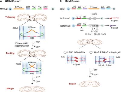 New therapeutic directions in type II diabetes and its complications: mitochondrial dynamics